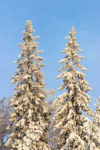 Low angle view of frozen tree against sky