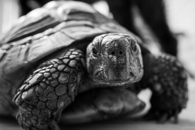 Close-up of a tortoise