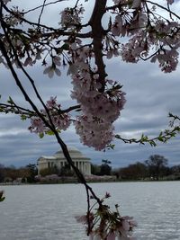 Close-up of fresh flowers blooming on tree by lake against sky