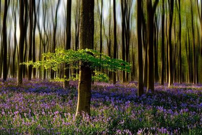 Full frame shot of tree trunk