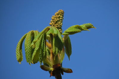 Low angle view of flowering plant against blue sky