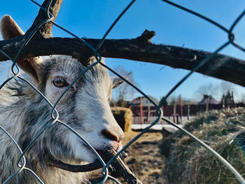 Close-up of a horse against fence