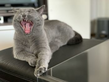 Cat yawning