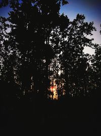 Low angle view of silhouette trees against sky in forest