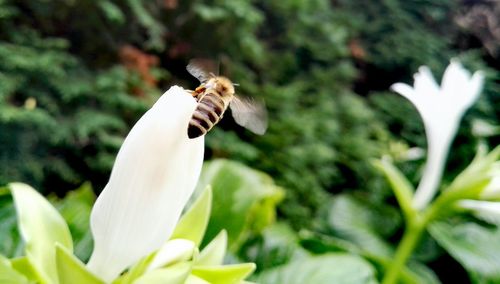 Close-up of insect on flower