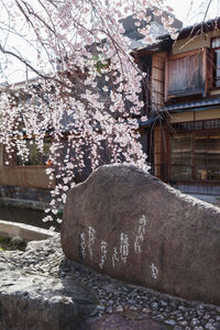 View of cherry blossom by tree and building