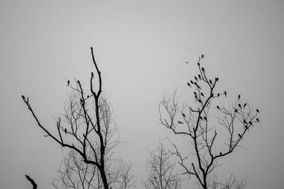 Low angle view of silhouette bare tree against sky