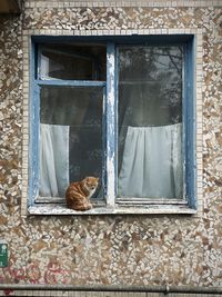 Cat looking through window in a building