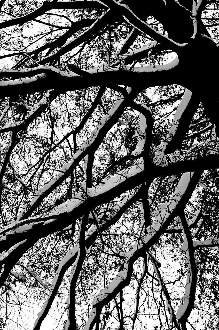 LOW ANGLE VIEW OF BARE TREE AGAINST SKY