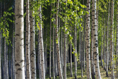 Birch tree forest in summer