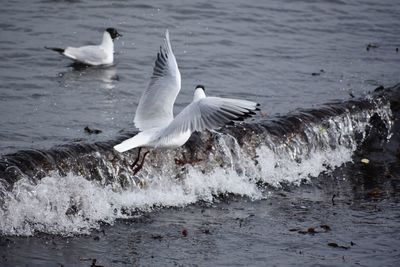 Seagulls flying over lake