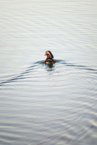 View of bird swimming in lake