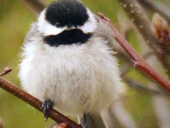 Close-up of an animal