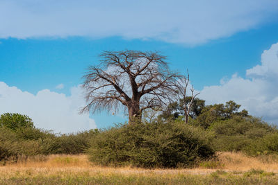 Tree on field against sky