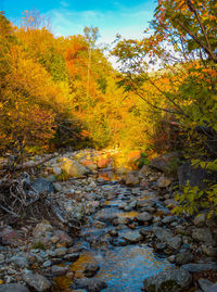 Scenic view of river in forest during autumn