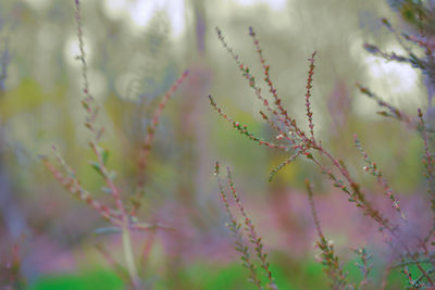 Close-up of stems against blurred background