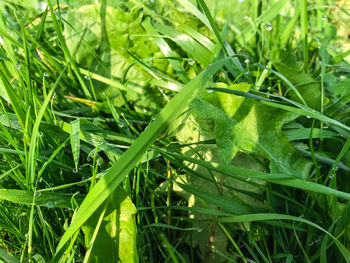 Close-up of fresh green grass in field