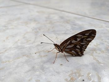 Close-up of butterfly perching on leaf