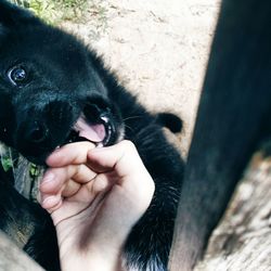 Close-up of dog