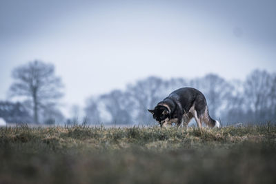 View of dog on field against sky