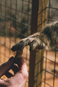 Close-up of monkey in cage