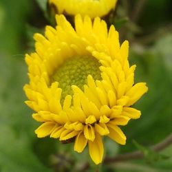 Close-up of yellow flower