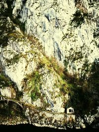 Low angle view of tree against sky