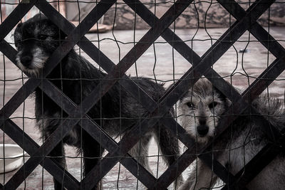 Portrait of cat in cage at zoo