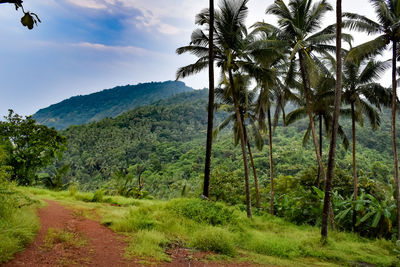 Scenic view of trees on landscape against sky