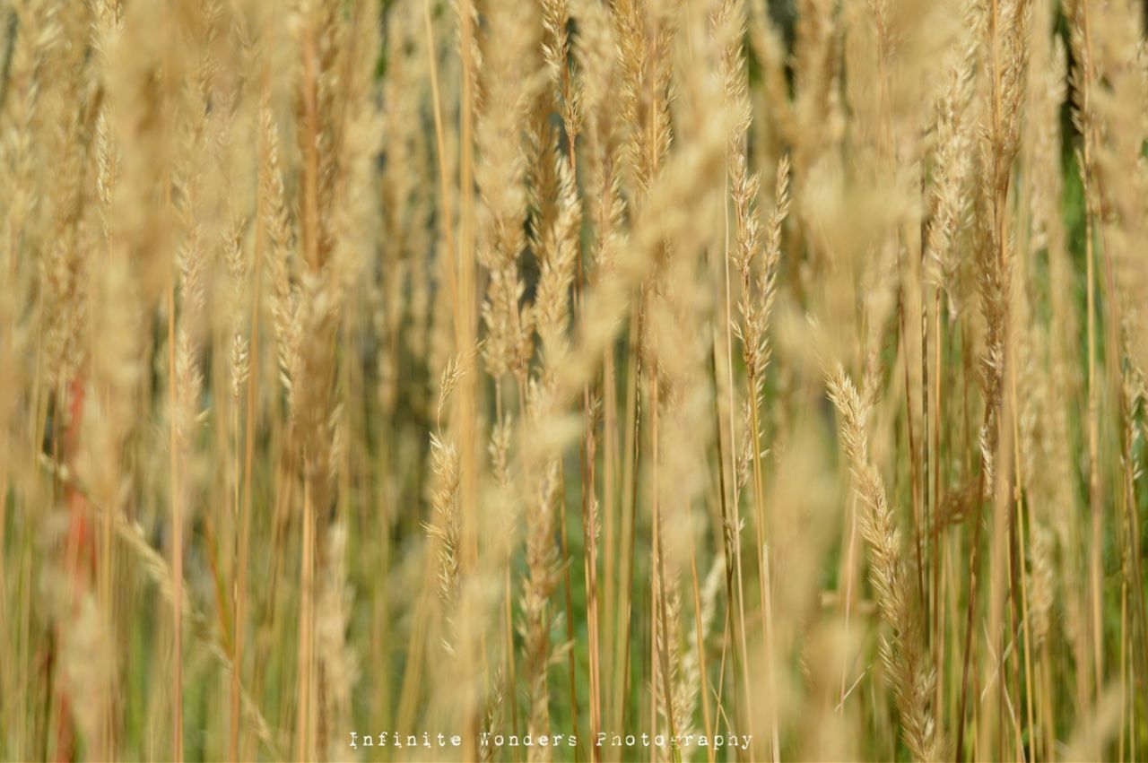 growth, crop, nature, plant, field, agriculture, cereal plant, tranquility, wheat, rural scene, farm, grass, close-up, growing, beauty in nature, focus on foreground, selective focus, day, outdoors, no people