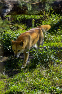 View of a dog on field