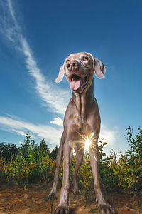 Low angle view of dog against sky