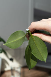 Close-up of hand holding leaves