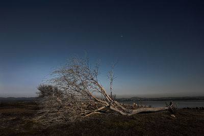 Dead tree is an artwork