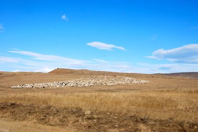 Scenic view of field against blue sky