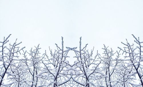 Low angle view of birds perching on tree