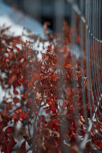 Close-up of maple leaves on field during autumn