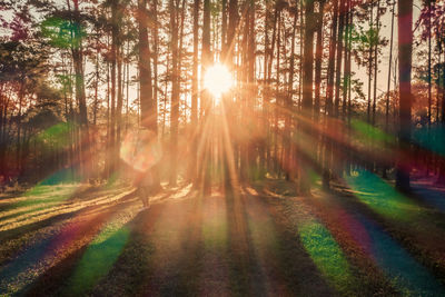 Sunlight streaming through trees in forest at sunset