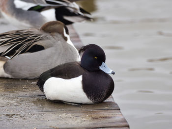 Close-up of birds on the lake