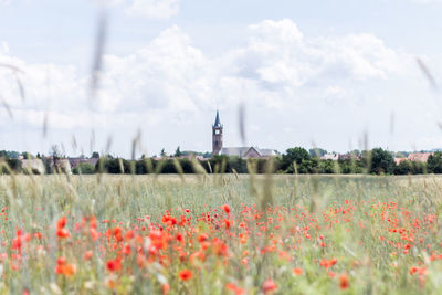 Plants growing on field