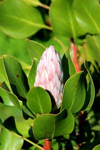 Close-up of flower blooming outdoors