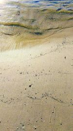 Close-up of bird on sand at beach