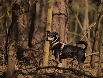 Dogs running in forest