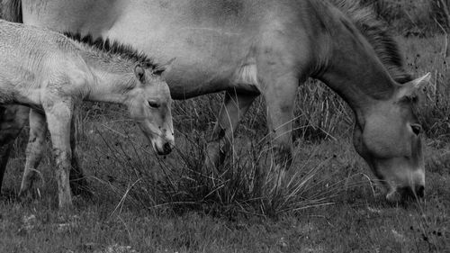 Cow grazing on field