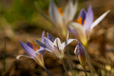 Close-up of white crocus flowers