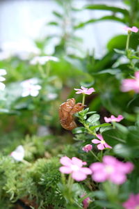 Close-up of honey bee on pink flowering plant