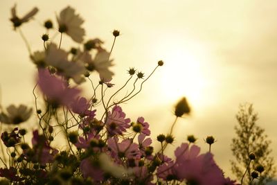 Close-up of flowers blooming on plant