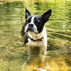 Portrait of dog in lake