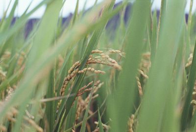 Close-up of crops growing on field