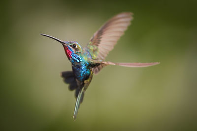 Close-up of bird flying